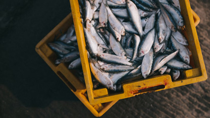 En gul kasse fyldt med friskfangede fisk stablet på en anden kasse udendørs.